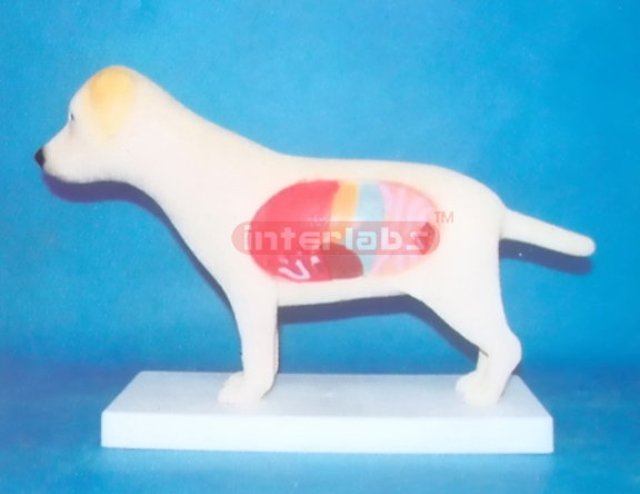 DOG ANATOMICAL MODEL